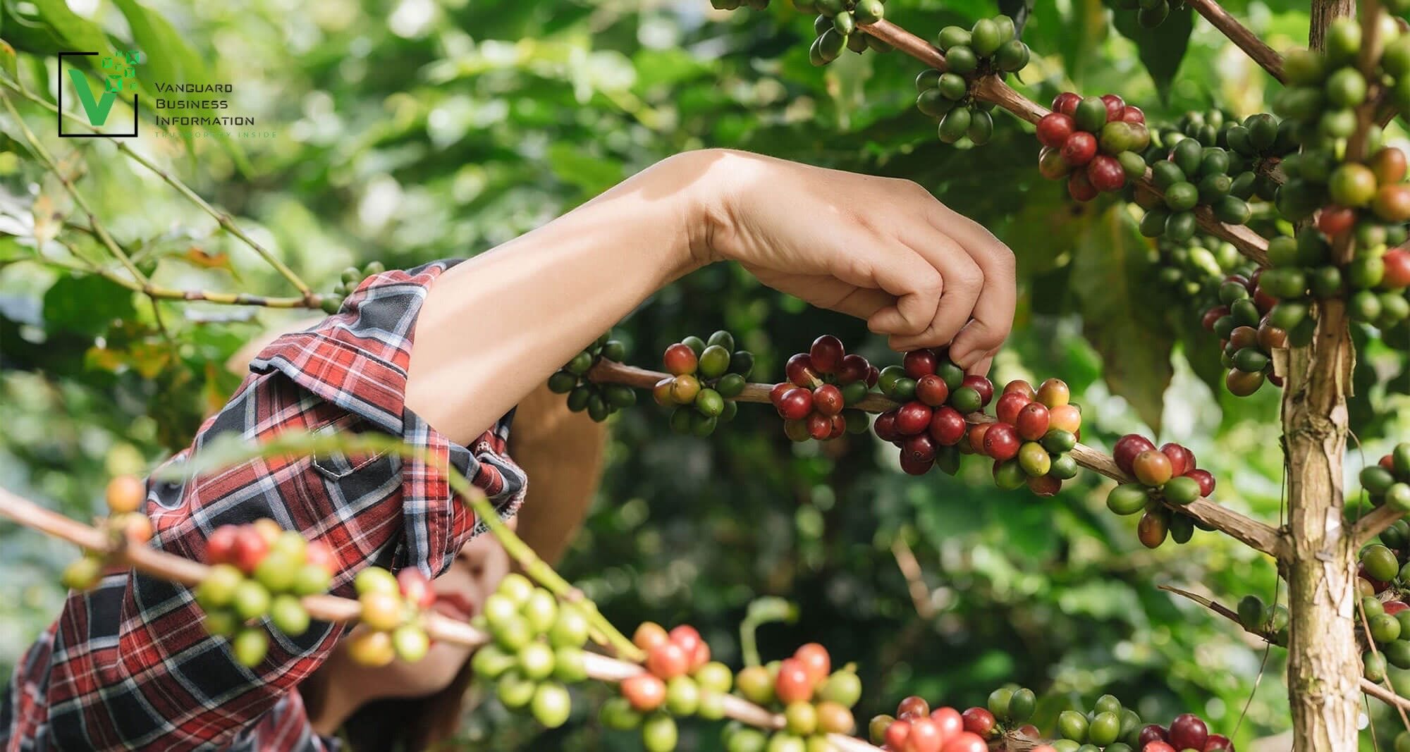 Vietnam Coffee Export May Reach 5 Billion in 2024