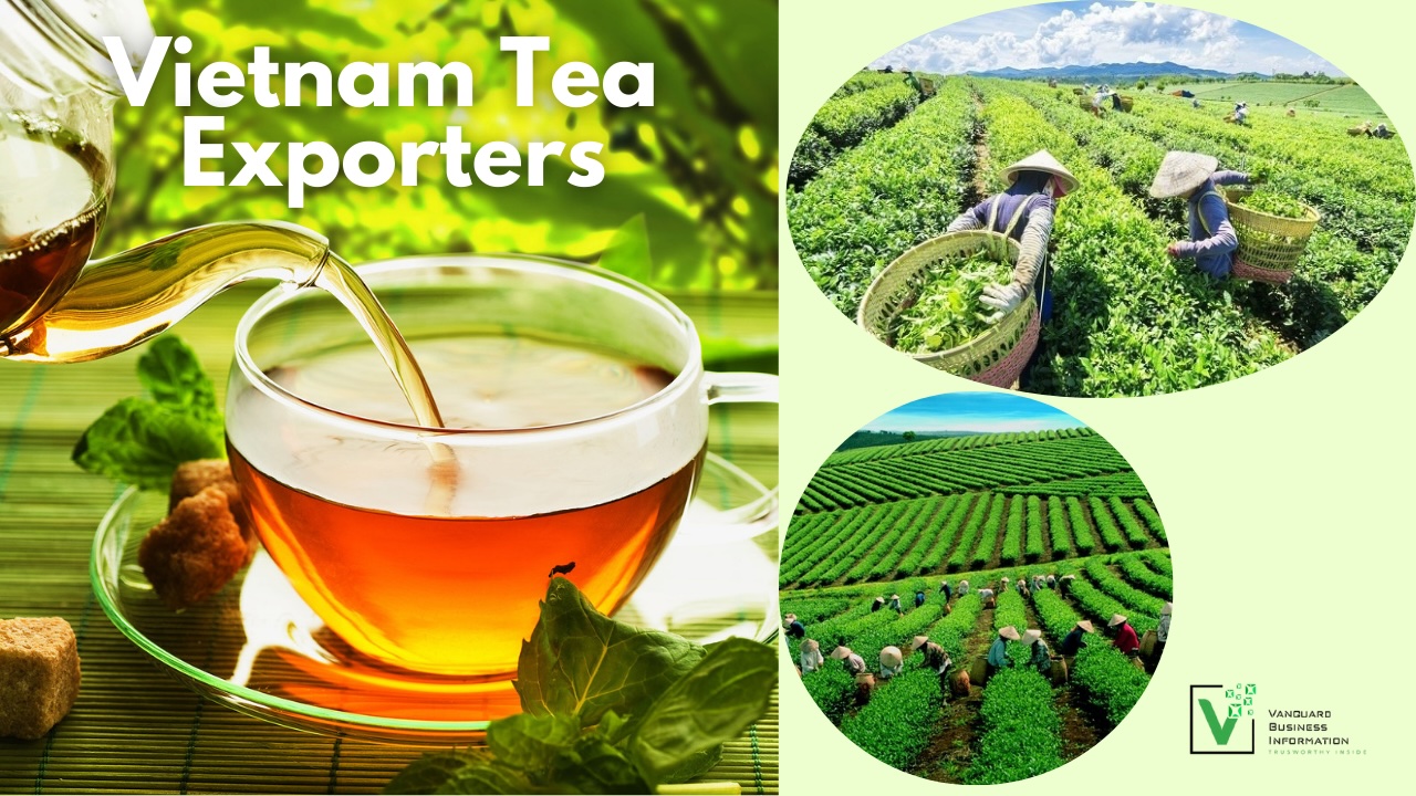 Vietnam's Tea Exports See Growth in Both Volume and Value